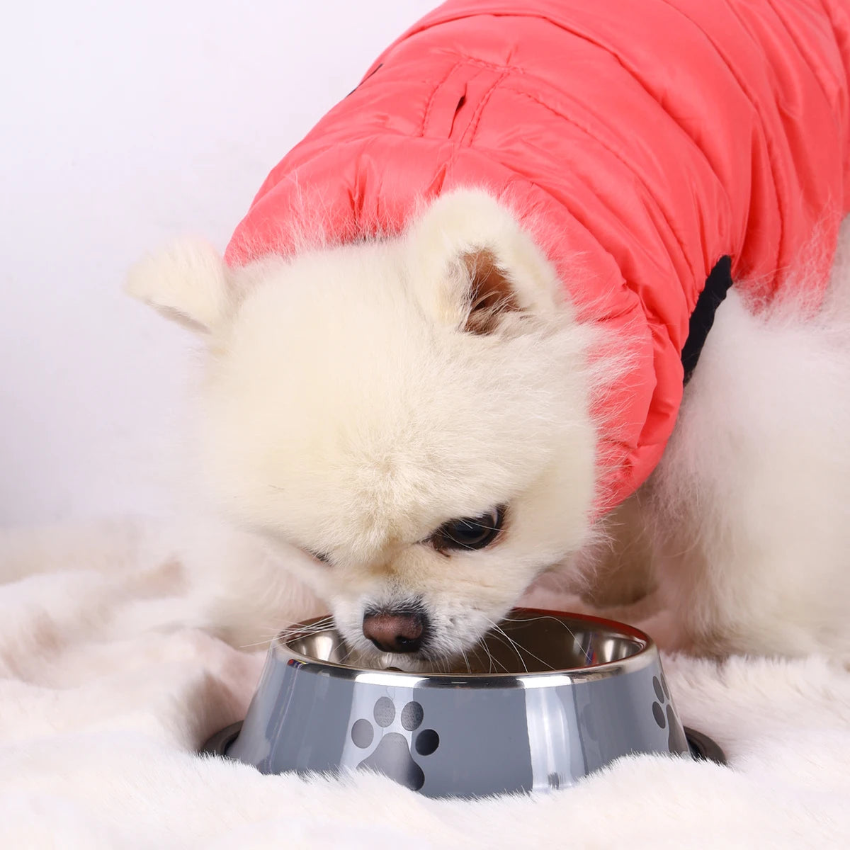 Stainless steel dog food bowls with paws