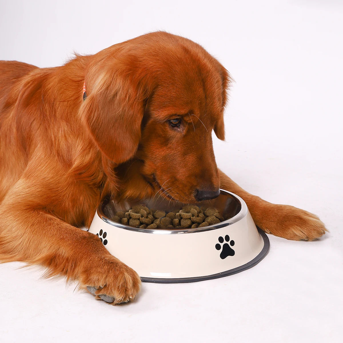 Stainless steel dog food bowls with paws