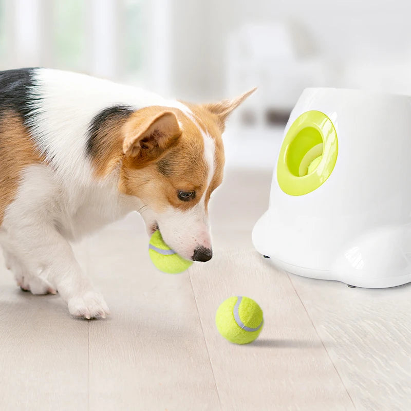 Automatisk boll kastare för din hund