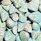 Shells