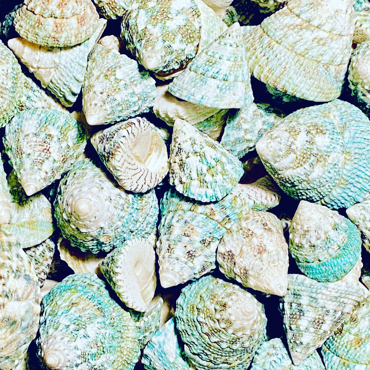 Shells
