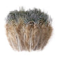 50-pack of small patterned feathers