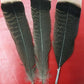 Turkey feathers dark brown striped