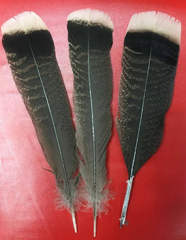 Turkey feathers dark brown striped