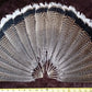 Turkey feathers dark brown striped