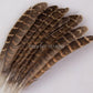 Brown striped turkey feathers
