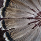Turkey feathers dark brown striped
