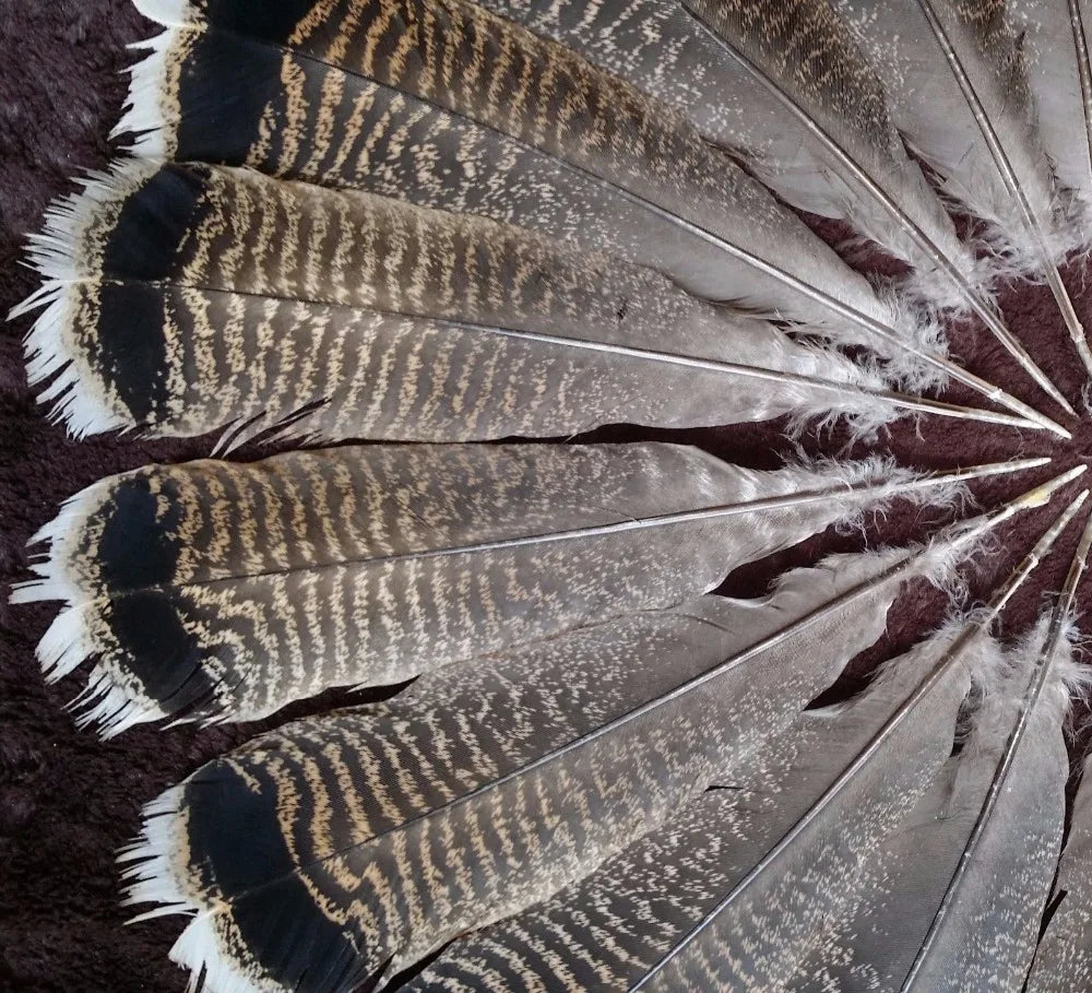Turkey feathers dark brown striped