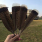 Turkey feathers dark brown striped