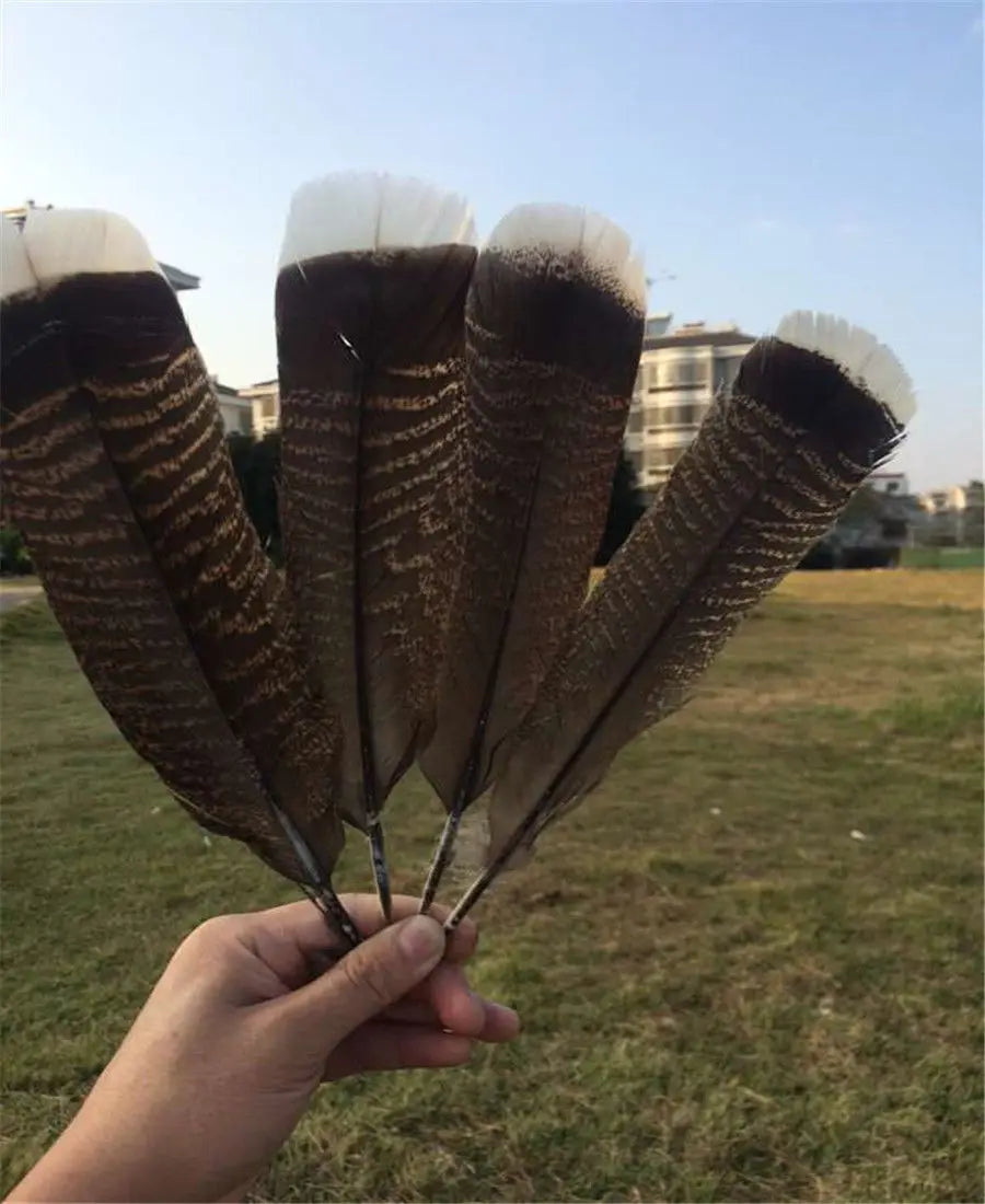 Turkey feathers dark brown striped