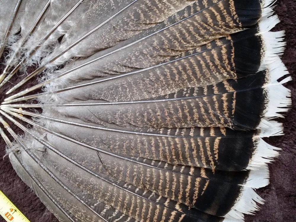 Turkey feathers dark brown striped