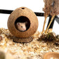 Hamster kokosnöt hus