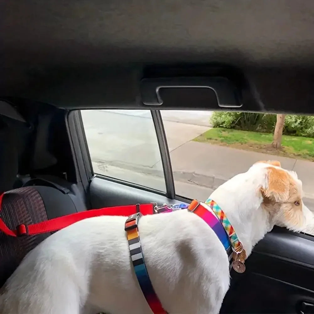 Bilbälte för hund