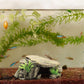 Reptil akvarium dekorativ inredning/ gömställe