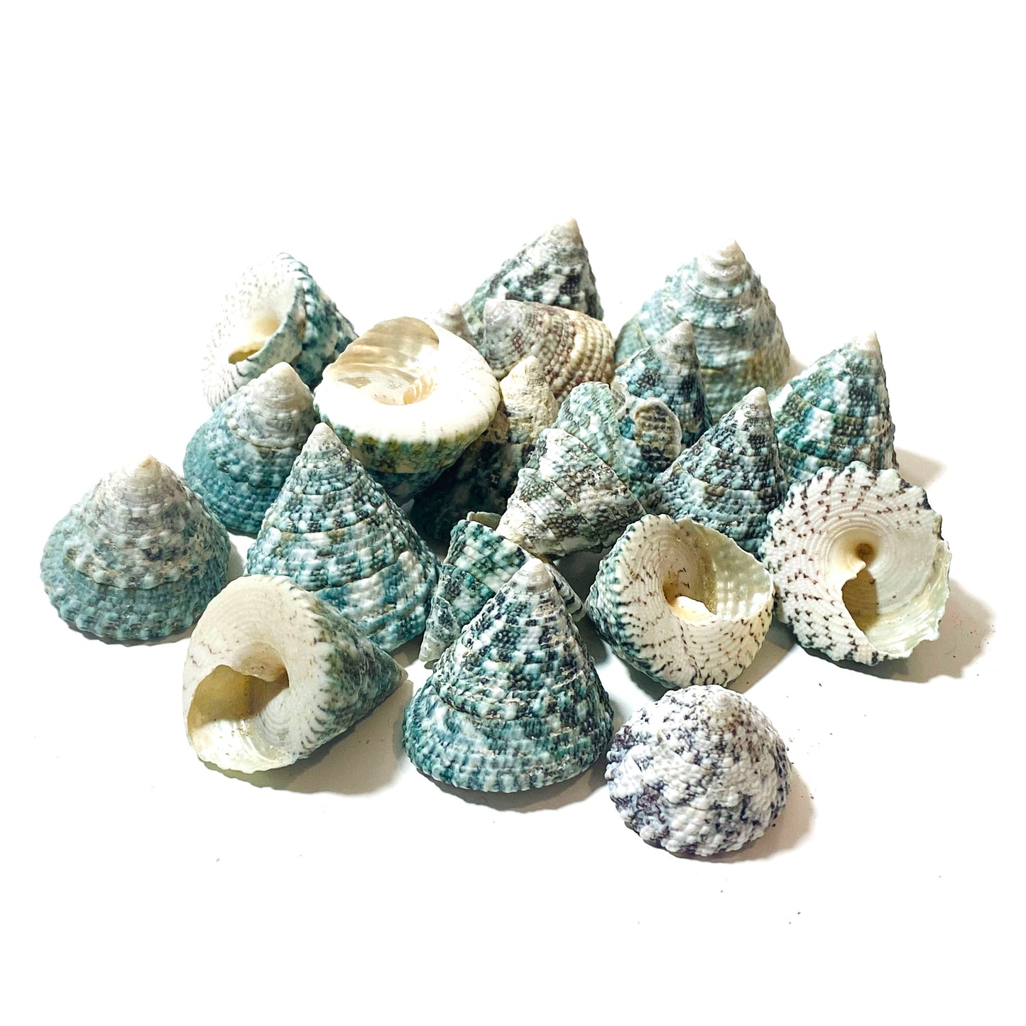 Shells